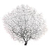 black sea fan coral gorgorian from peek a blue